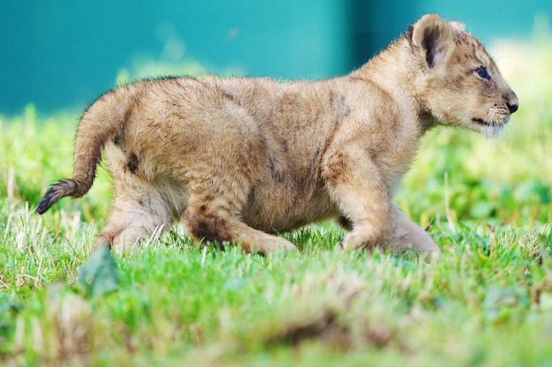 Illustration for article titled ZOMG CUTE BABY ANIMAL ROUND-UP!!!